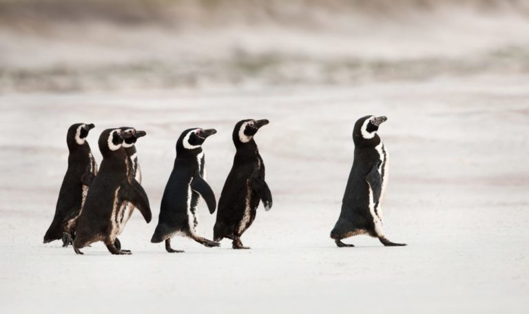 pingouins en train de marcher sur la banquise